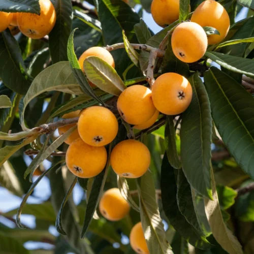 nespole