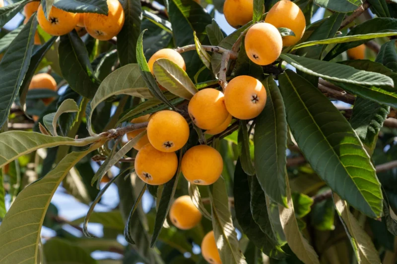 nespole