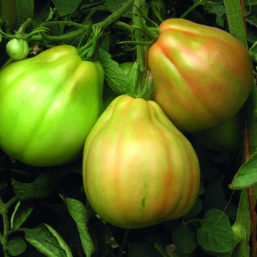 Pomodori Cuore di Bue 500gr