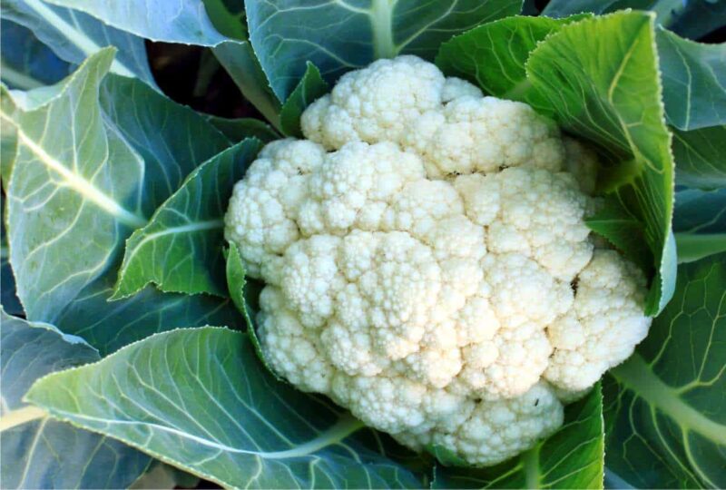 Cavolfiore (1 Kg circa)