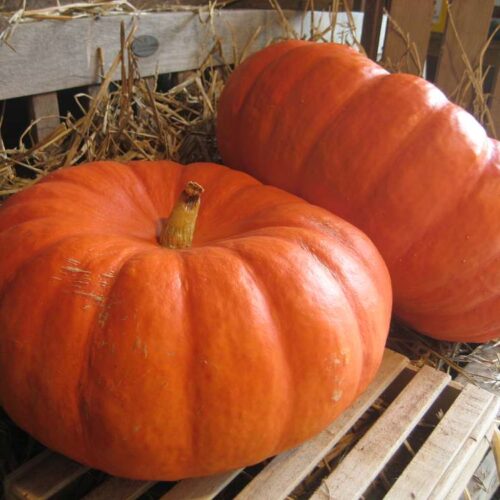 Zucca 500 gr
